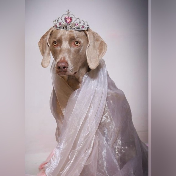 Meet your Posher, Natasha - Picture 5 of 10